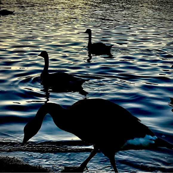 ✴️🔥Hiiii POSHERS, send me bundle offers, 
MOST BUNDLE OFFERS ACCEPTED✅😉 - Picture 8 of 16